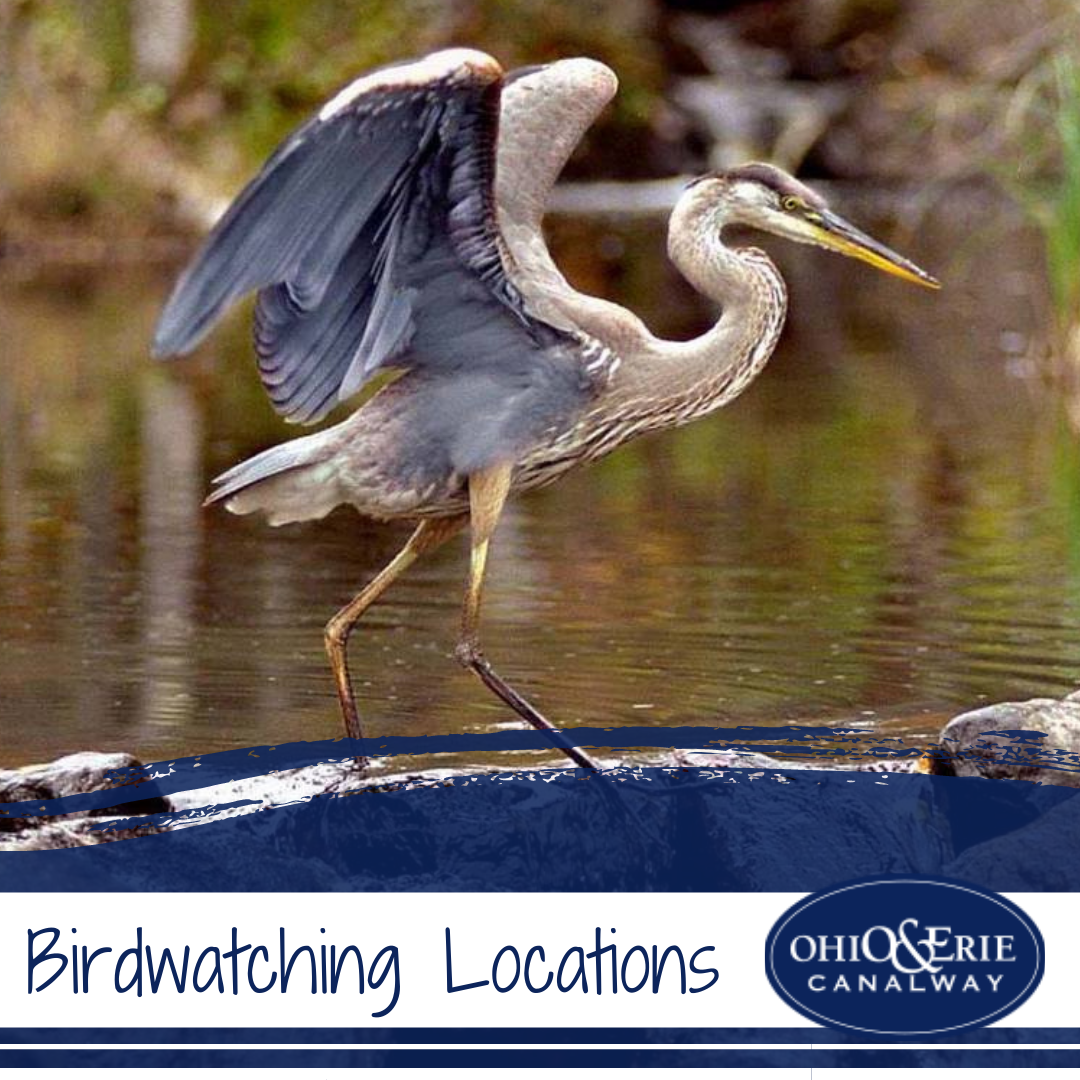 exciting-birding-locations-in-the-ohio-erie-canalway